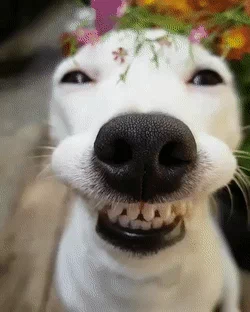 smildog.webp